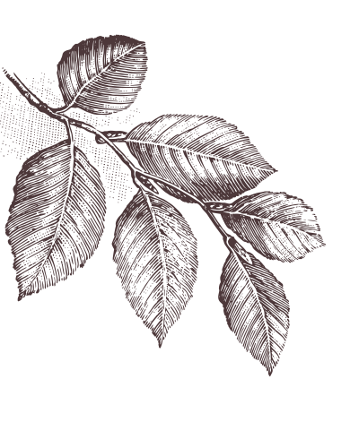 Illustrated Leaves